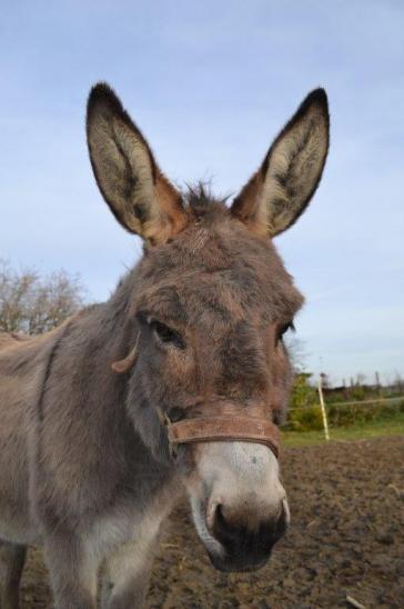 Rosi ist leider 2015 in den Eselhimmel übersiedelt. Sie hat uns mit ihrem Sohn Balthasar ein wunderbares Geschenk gemacht!