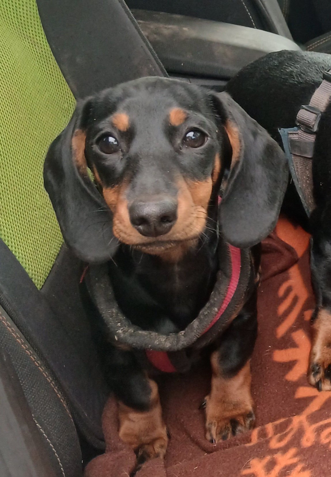 Paulchen, ein Sohn von Strizzi, ist ein ganz Süßer!